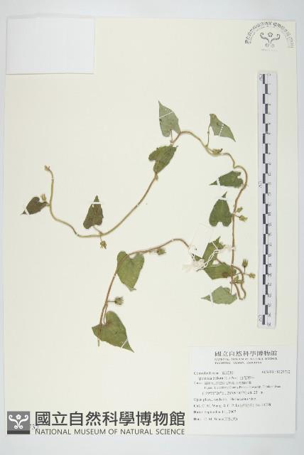 白花牽牛藏品圖，第1張