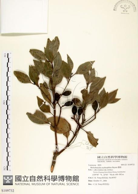 瓊楠藏品圖，第1張