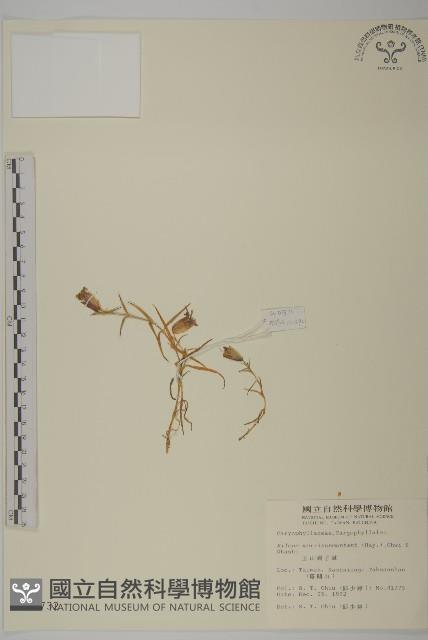 玉山蠅子草藏品圖，第1張