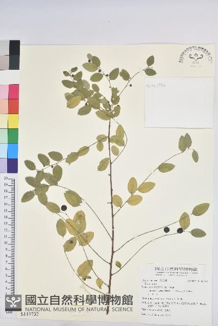 登錄號:S119732藏品圖，第1張