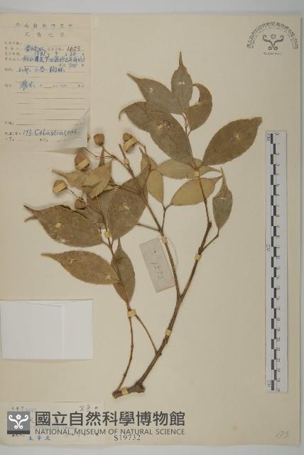 大果衛矛藏品圖，第1張