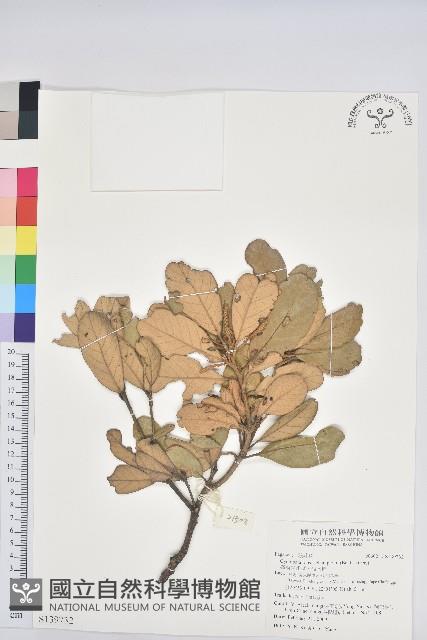 嶺南青剛櫟、嶺南椆藏品圖，第1張