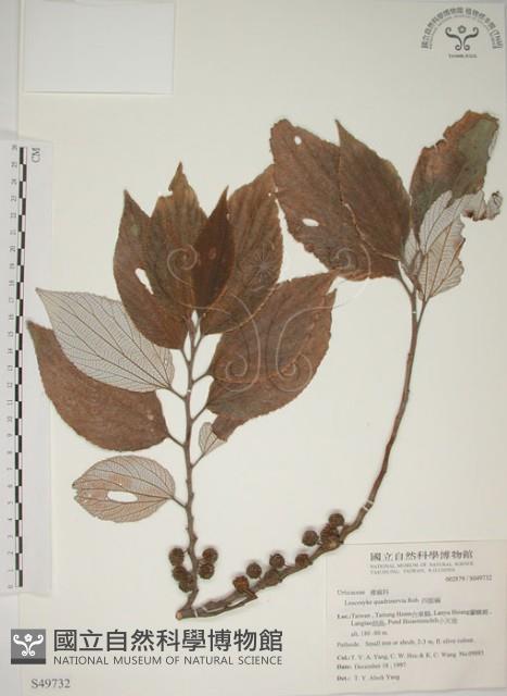 四脈麻藏品圖，第1張