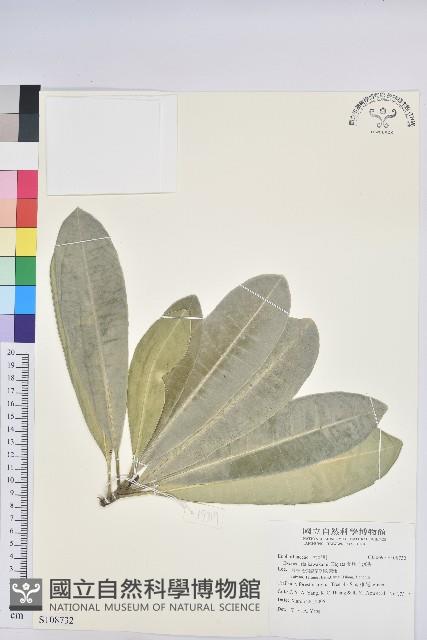 蘭嶼土沉香藏品圖，第1張