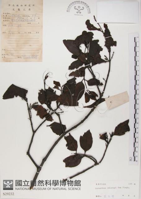 椆樹桑寄生, 大葉榿寄生藏品圖，第1張