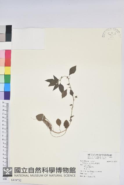 鐵莧菜藏品圖，第1張