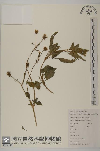 白花鬼針藏品圖，第1張