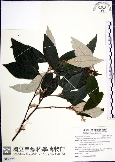 紅皮、葉下白、赤仔尾藏品圖，第1張