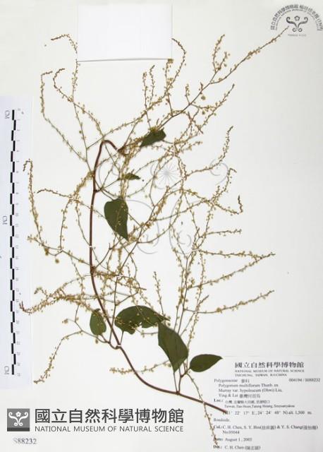 臺灣何首烏藏品圖，第1張