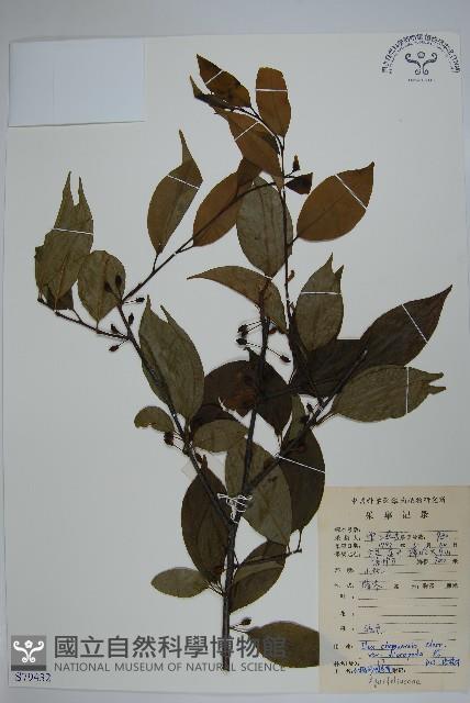 小柄沙埧冬青藏品圖，第1張