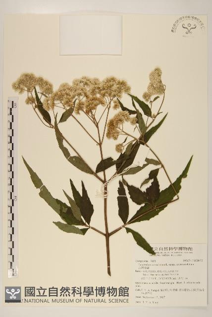 台灣澤蘭藏品圖，第1張