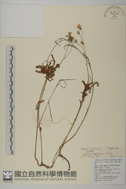 還陽參藏品圖，第1張