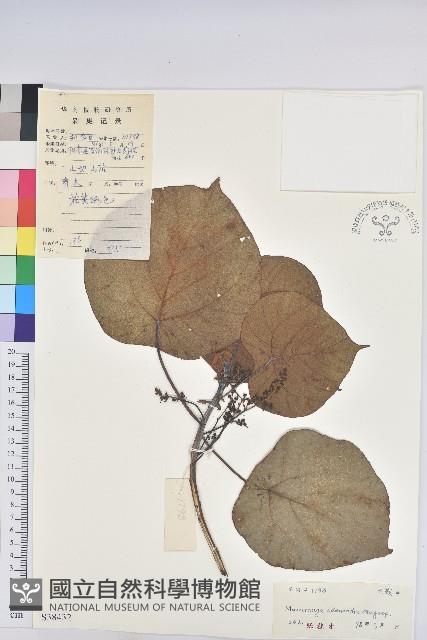 登錄號:S038432藏品圖，第1張