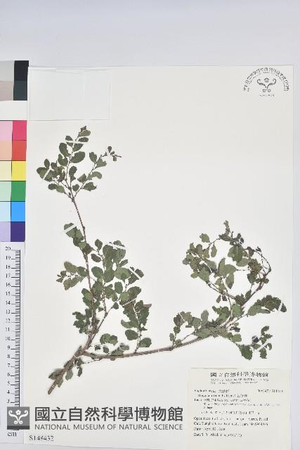 紅仔珠藏品圖，第1張