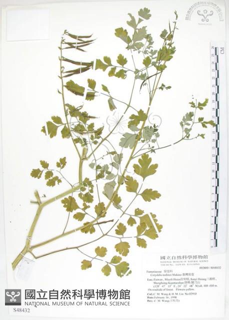 臺灣黃菫藏品圖，第1張