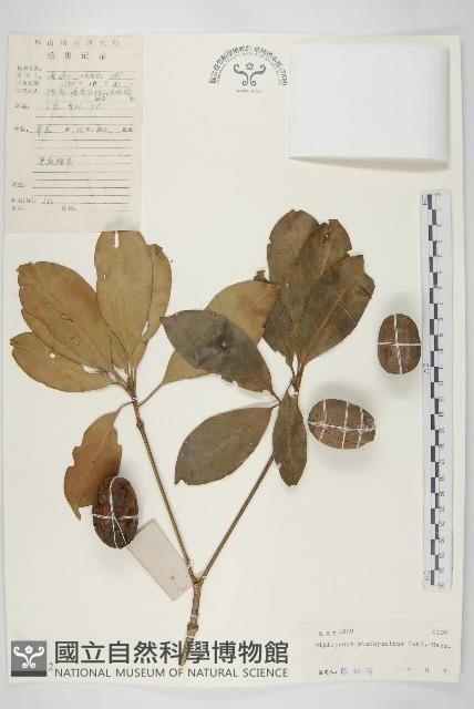 馬蹄參藏品圖，第1張