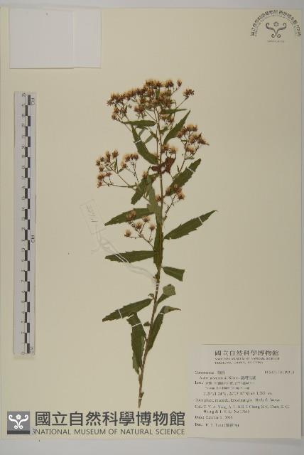 三斗石櫟藏品圖，第1張