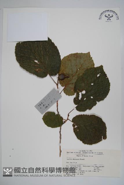 華榛藏品圖，第1張