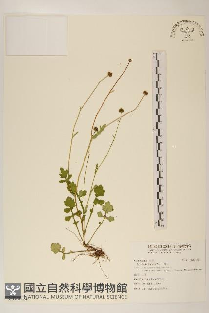 矮菊藏品圖，第1張