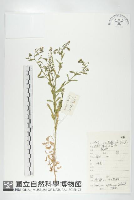 腺獨行菜藏品圖，第1張