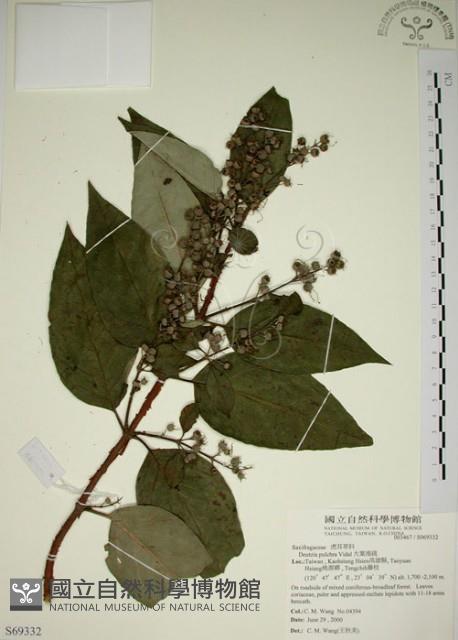 大葉溲疏藏品圖，第1張