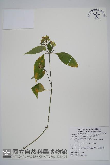 華九頭獅子草藏品圖，第1張