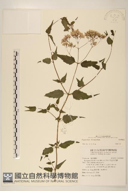 登錄號:S109832藏品圖，第1張