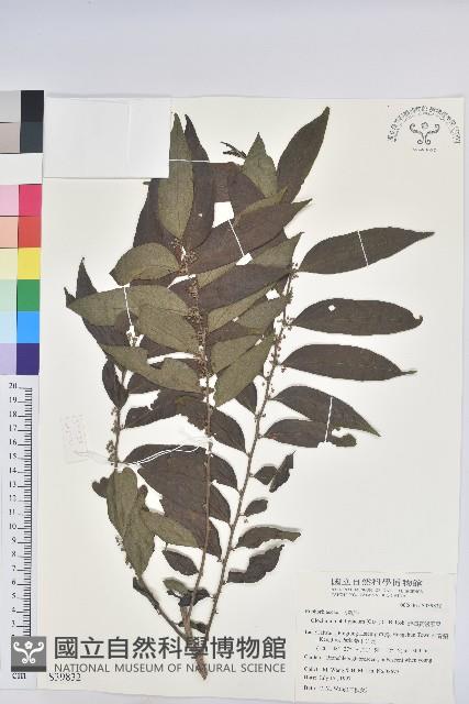 菲律賓饅頭果藏品圖，第1張