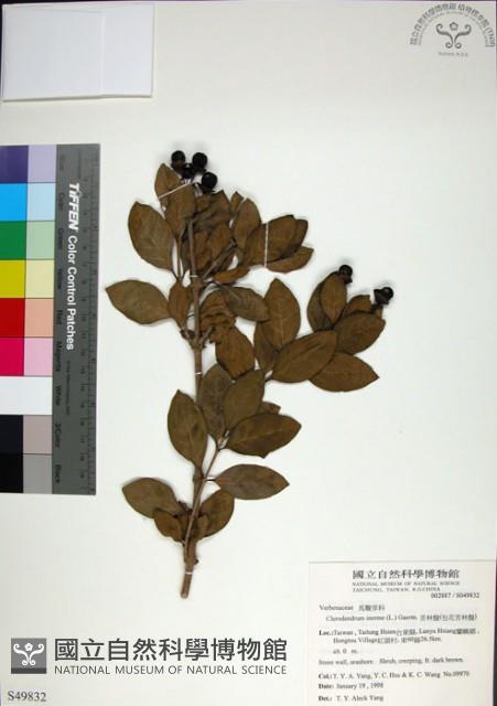 苦林盤藏品圖，第1張