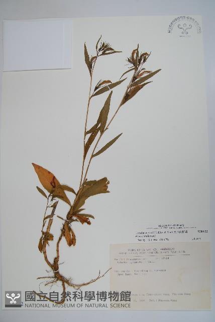 大本山梗菜藏品圖，第1張