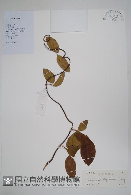 登錄號:S128832藏品圖，第1張