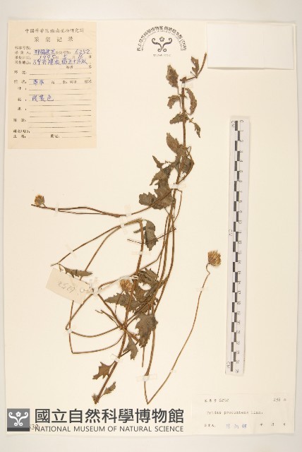 長柄菊藏品圖，第1張