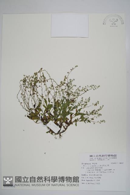 野勿忘草藏品圖，第1張