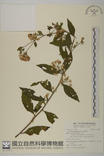 臺灣馬蘭藏品圖，第1張