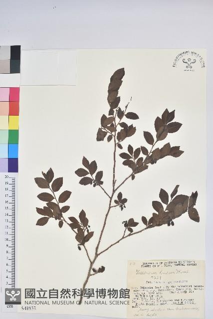 紅果越桔藏品圖，第1張