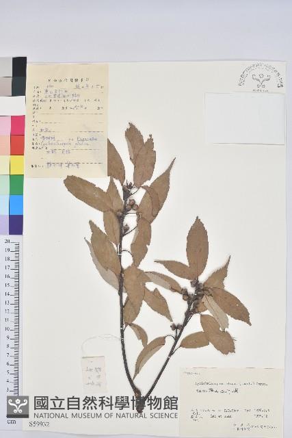 青剛櫟、鐵椆藏品圖，第1張