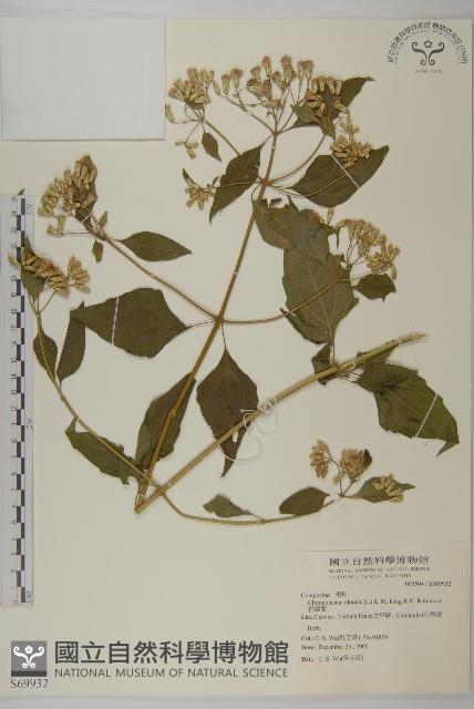 香澤蘭、飛機草藏品圖，第1張