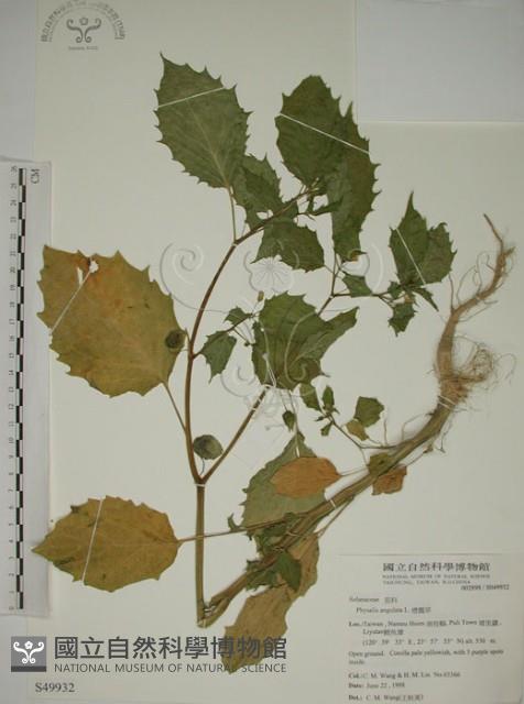 燈籠草藏品圖，第1張