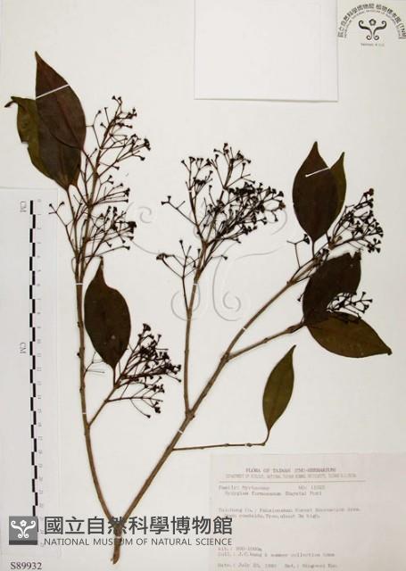 臺灣赤楠藏品圖，第1張