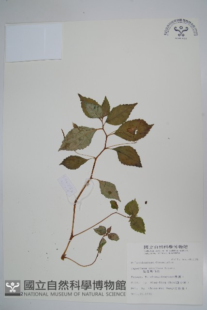 紫花鳳仙花藏品圖，第1張