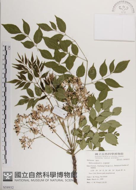 楝、苦楝藏品圖，第1張