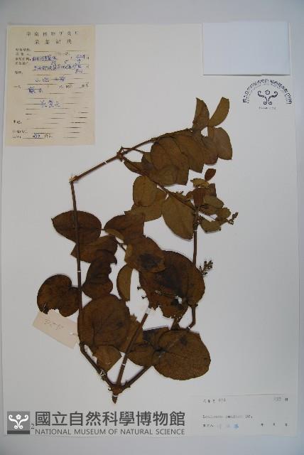 山銀花藏品圖，第1張