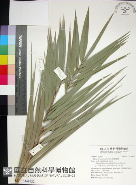 台灣海棗藏品圖，第1張