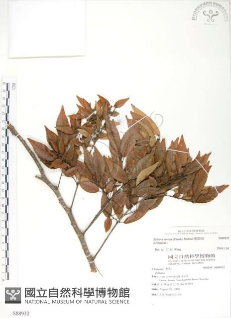 櫸、雞油藏品圖，第1張