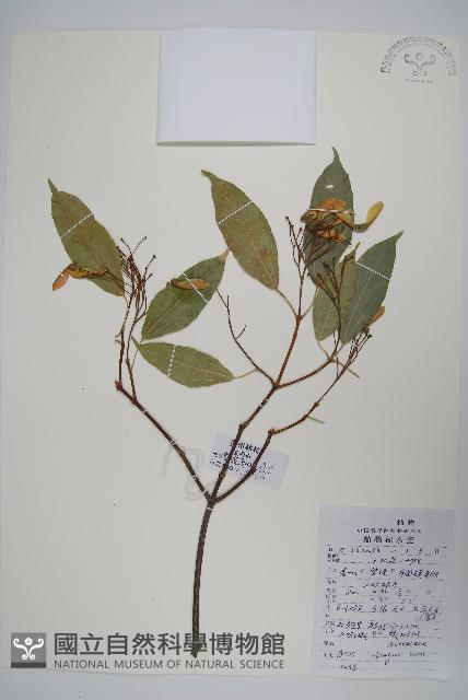 飛蛾槭藏品圖，第1張