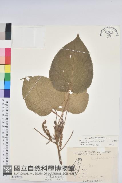 血桐藏品圖，第1張