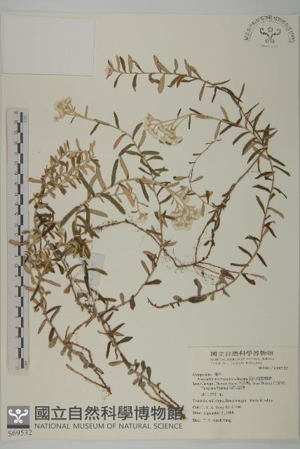 玉山抱莖籟簫藏品圖，第1張