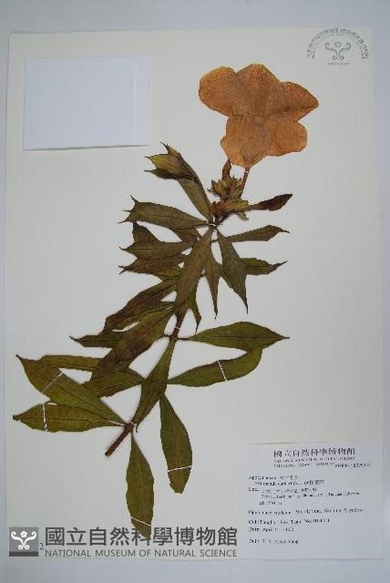 軟枝黃蟬藏品圖，第1張