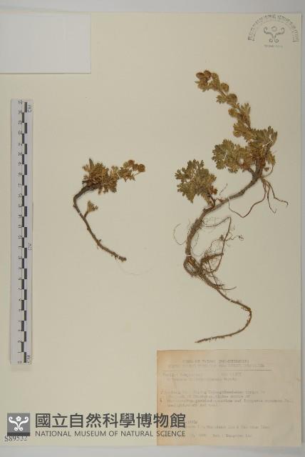 雪山艾藏品圖，第1張