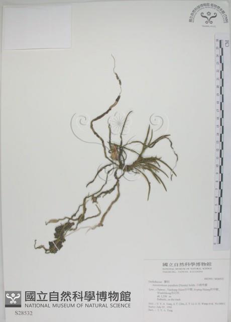 鹿角蘭、小鹿角蘭藏品圖，第1張